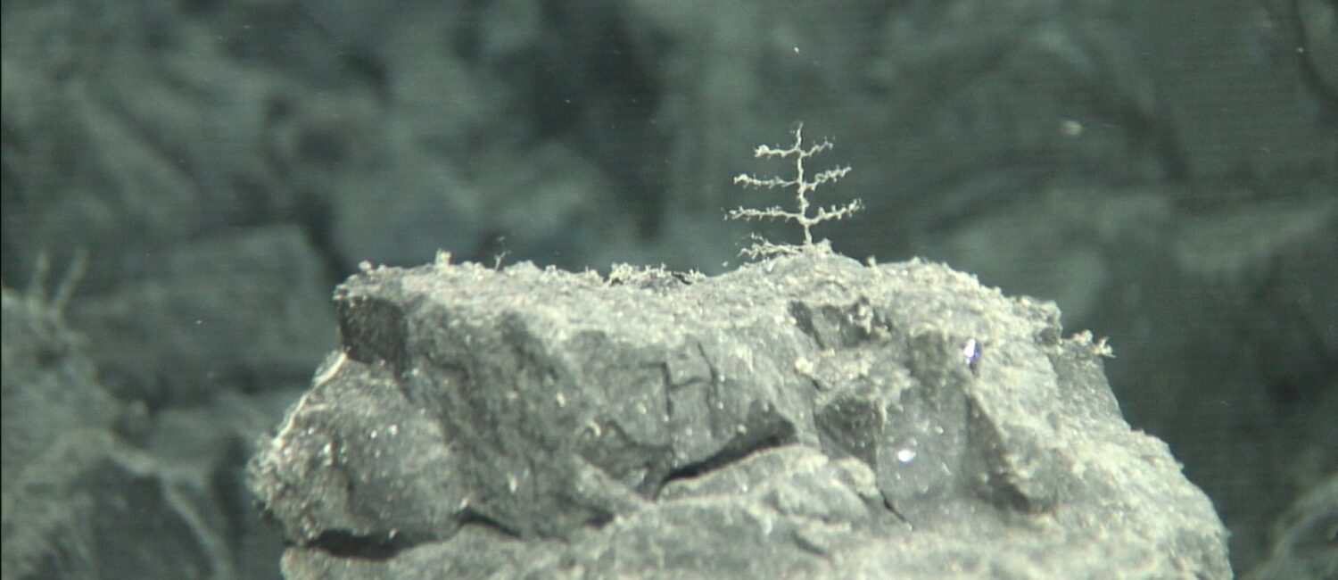 Indicios de colonización de los nuevos fondos volcánicos creados por las coladas submarinas del volcán de Cumbre Vieja. / Vulcana-IEO-CSIC