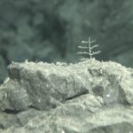 Indicios de colonización de los nuevos fondos volcánicos creados por las coladas submarinas del volcán de Cumbre Vieja. / Vulcana-IEO-CSIC