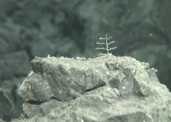 Indicios de colonización de los nuevos fondos volcánicos creados por las coladas submarinas del volcán de Cumbre Vieja. / Vulcana-IEO-CSIC