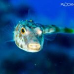 La vida submarina se abre paso en las nuevas fajanas de La Palma