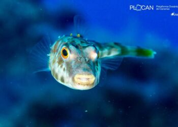 La vida submarina se abre paso en las nuevas fajanas de La Palma