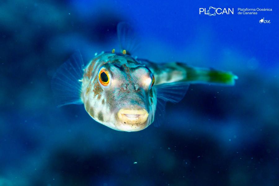 La vida submarina se abre paso en las nuevas fajanas de La Palma