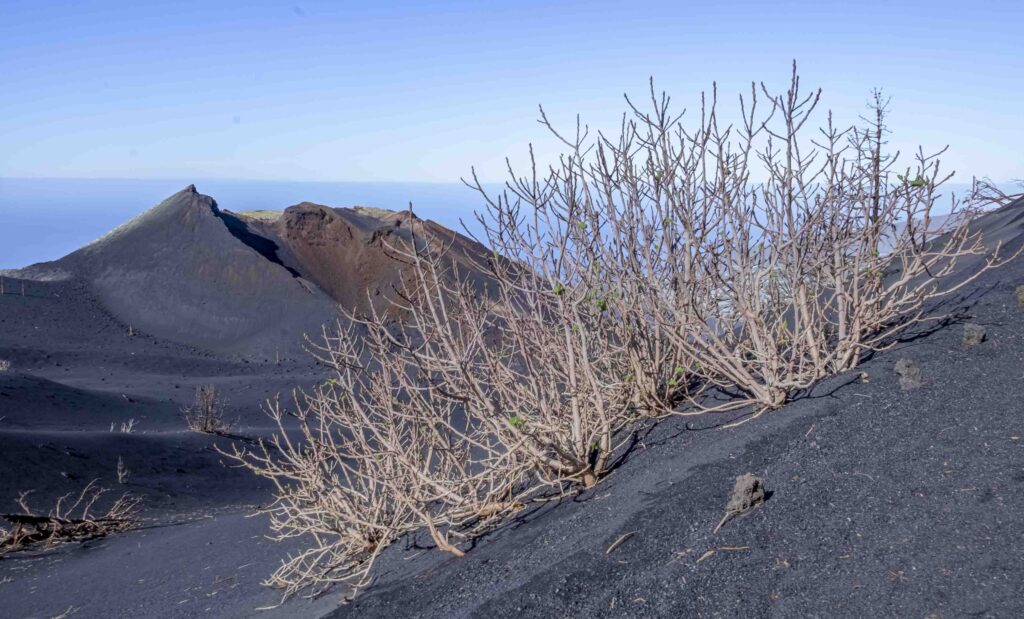 7 Curiosidades del Volcán Tajogaite | La Palma