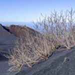 7 Curiosidades del Volcán Tajogaite | La Palma